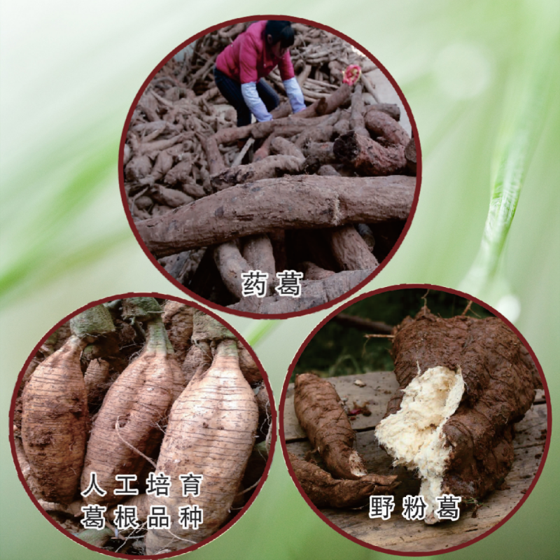 葛根的分布_副本.png
