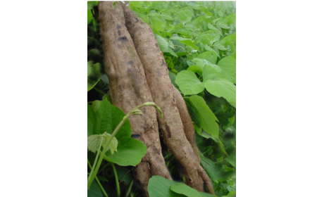 吃了這么多年的野生葛根粉，你吃對了嗎？